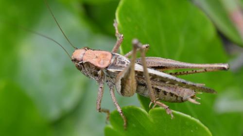 Réf. 327 242 : Platycleis albopunctata